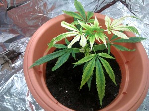 coltivazione di cannabis